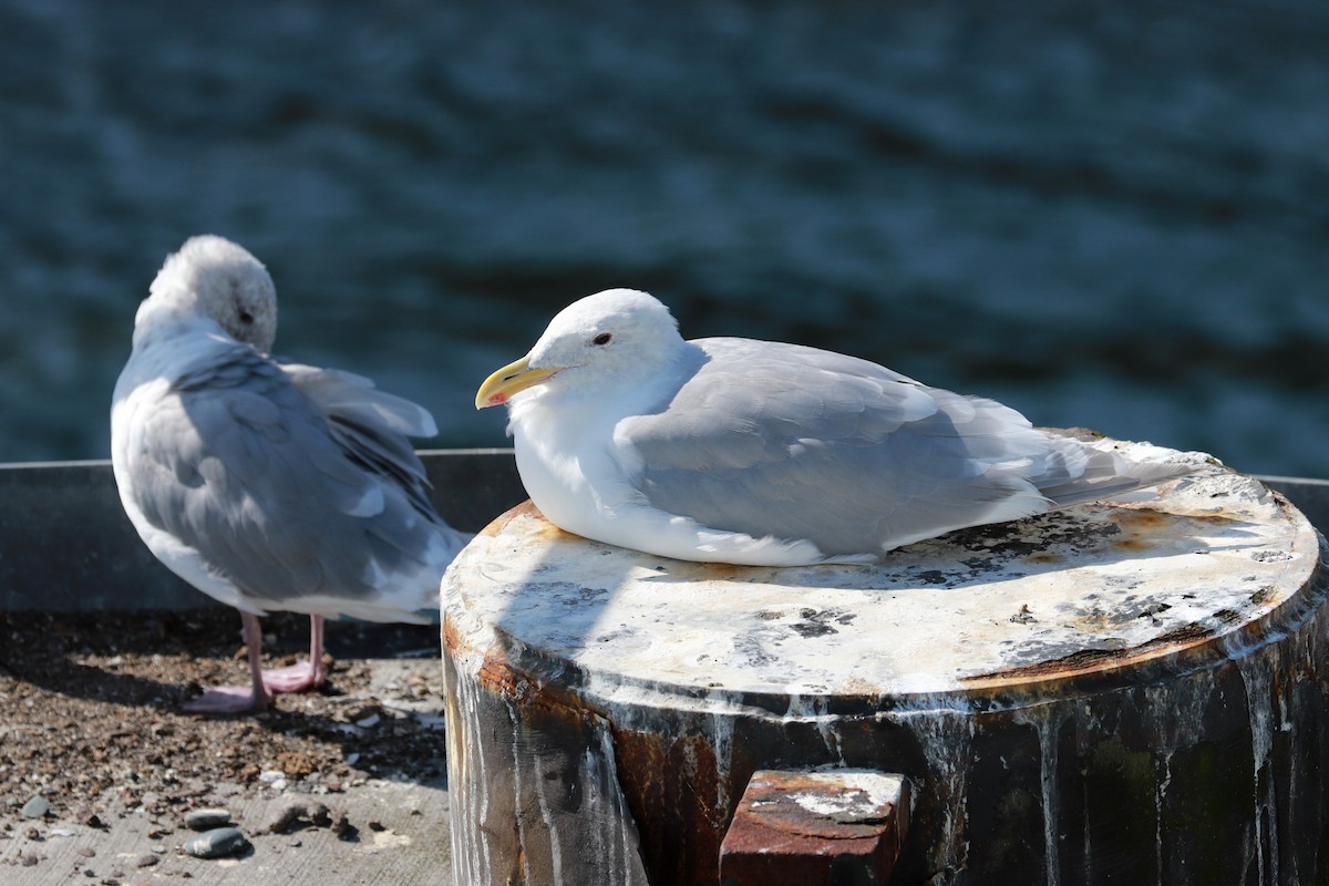 Glaucous-winged Gull - ML611847963