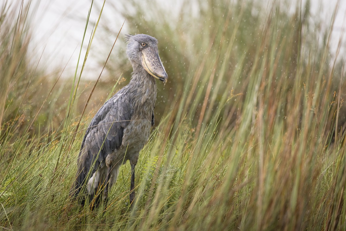 Shoebill - ML611848066