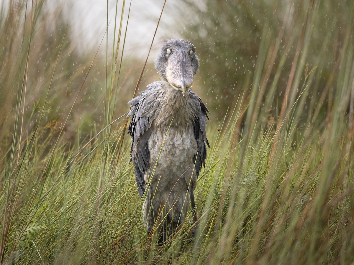 Shoebill - ML611848067