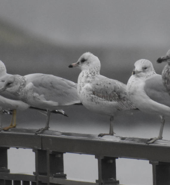 Ring-billed Gull - ML611848072