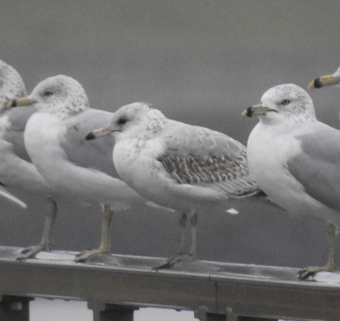 Ring-billed Gull - ML611848073