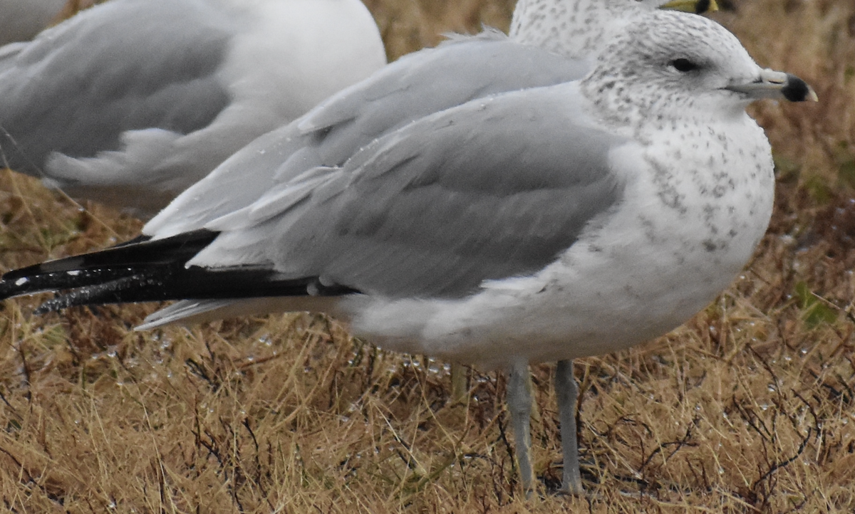 Ring-billed Gull - ML611848081