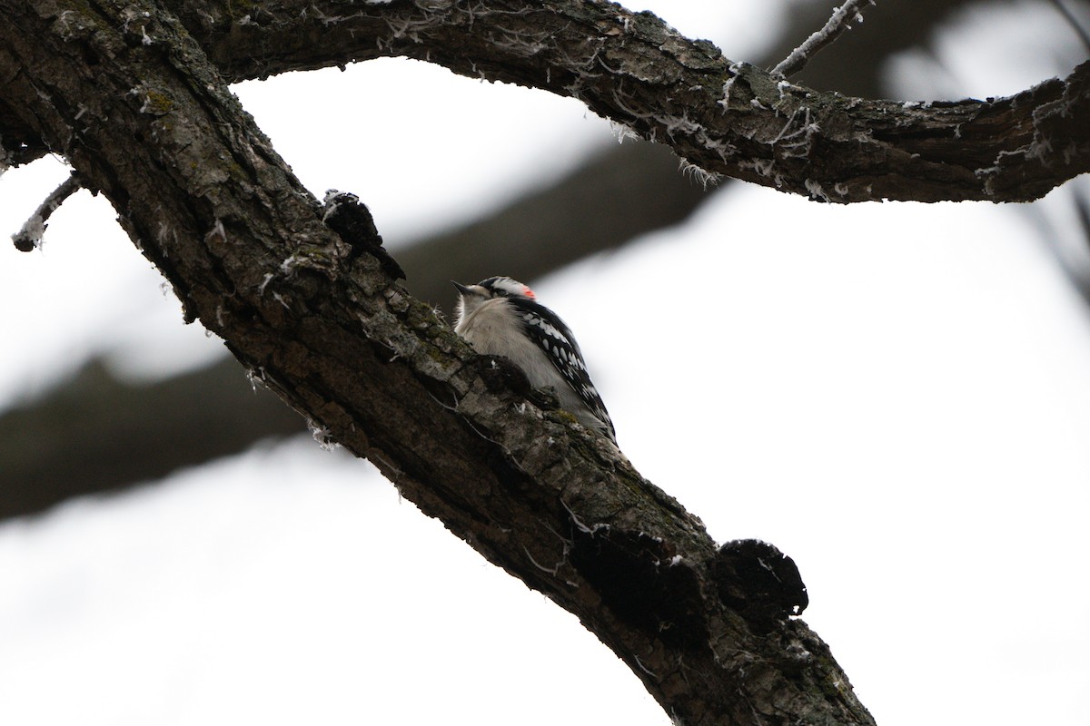 Downy Woodpecker - Devin Pitts