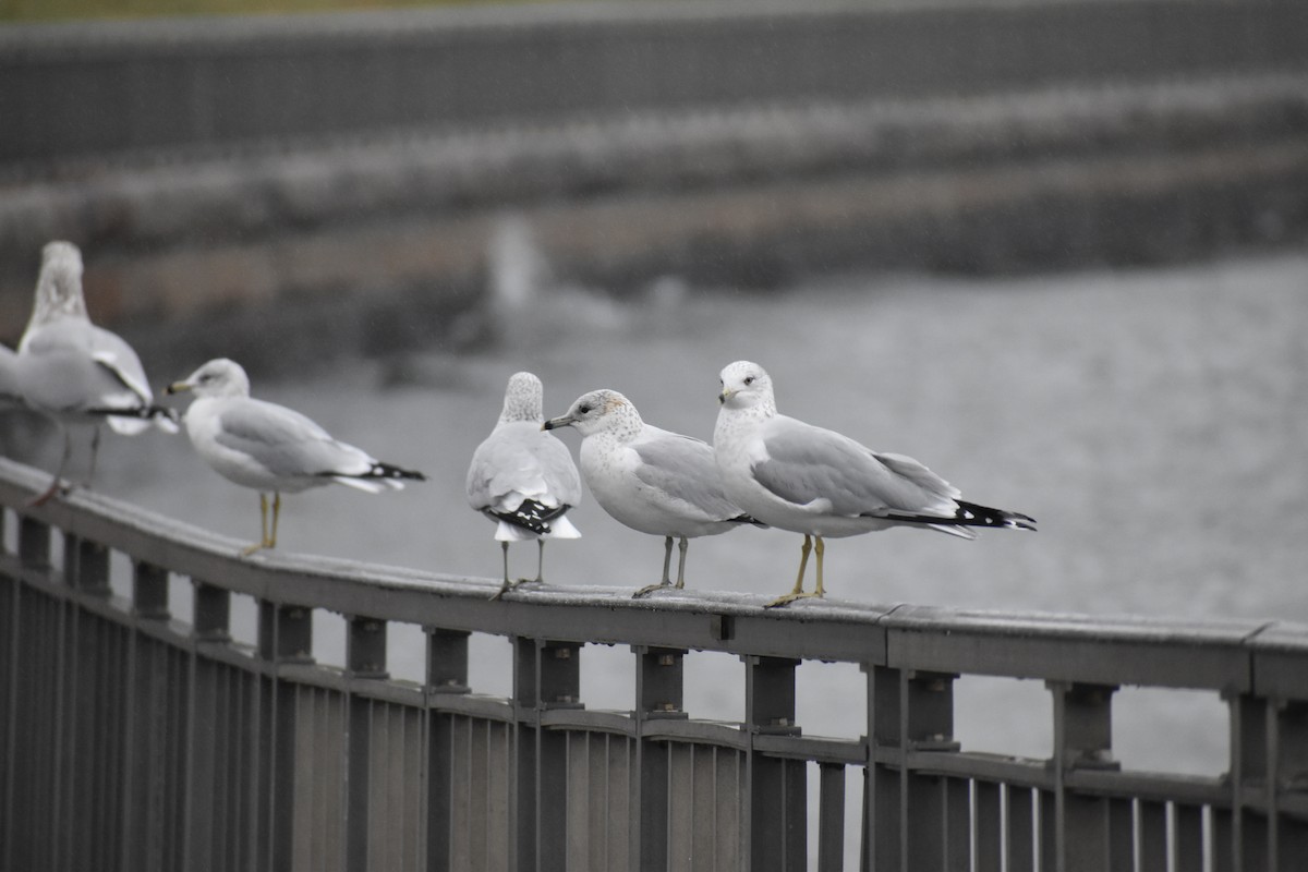 Ring-billed Gull - ML611848122