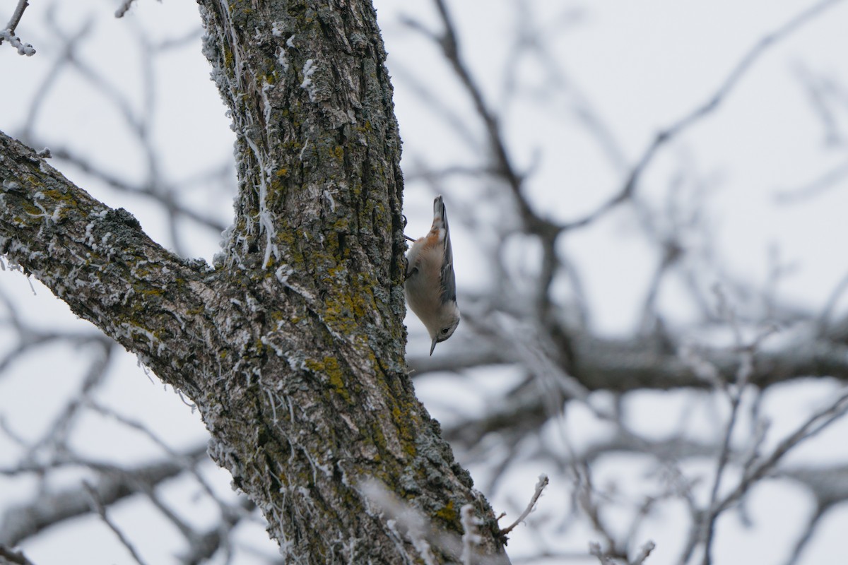 White-breasted Nuthatch - Devin Pitts