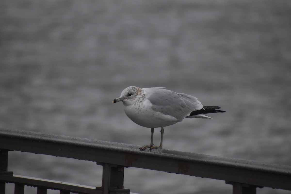 Ring-billed Gull - ML611848138