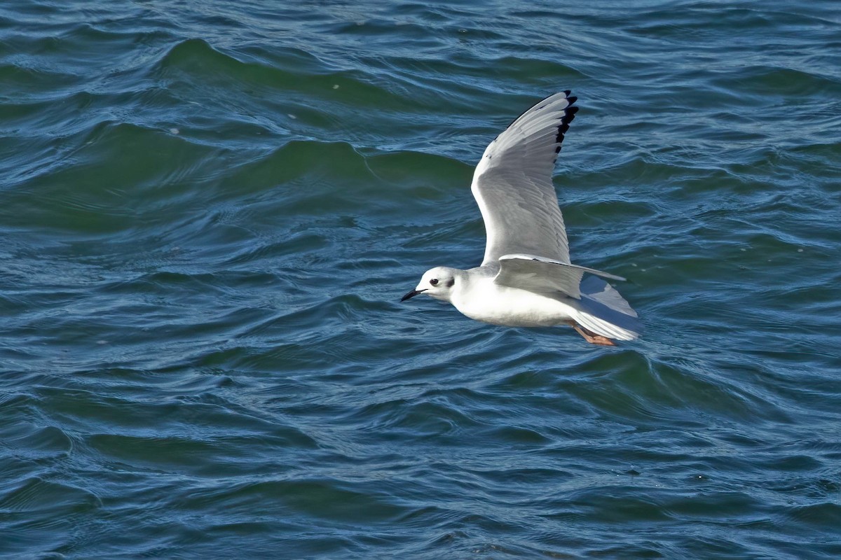 Mouette de Bonaparte - ML611848169