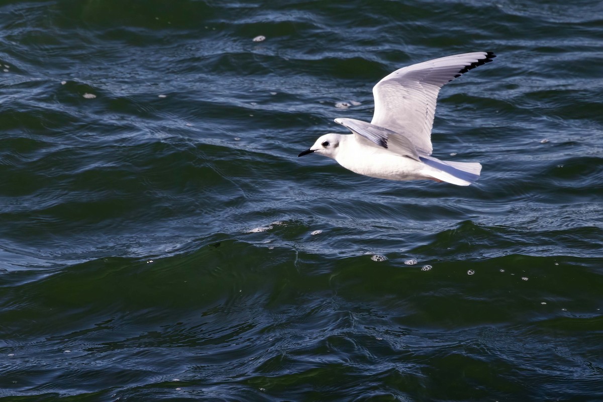 Bonaparte's Gull - ML611848173