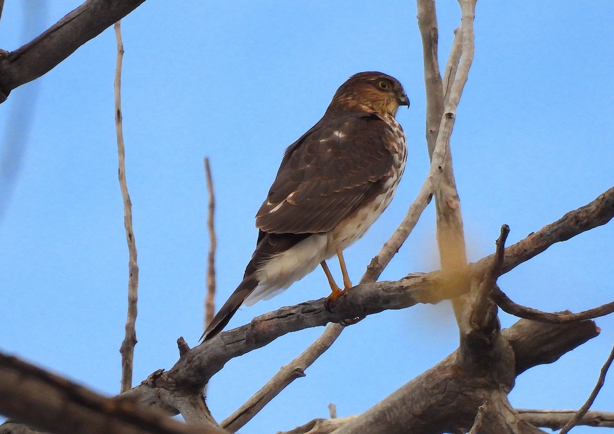 Sharp-shinned Hawk - ML611848212