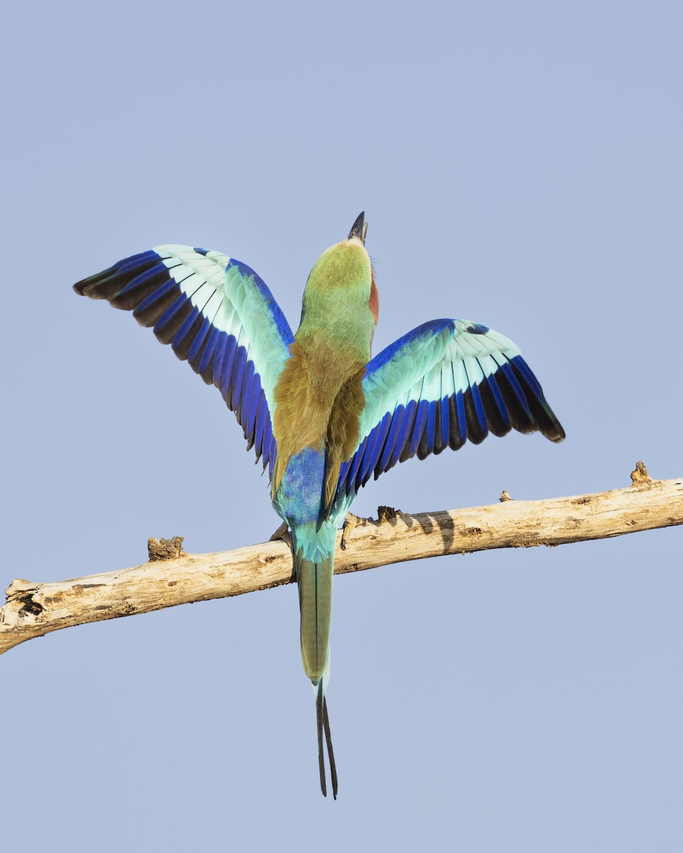 Lilac-breasted Roller - ML611848213