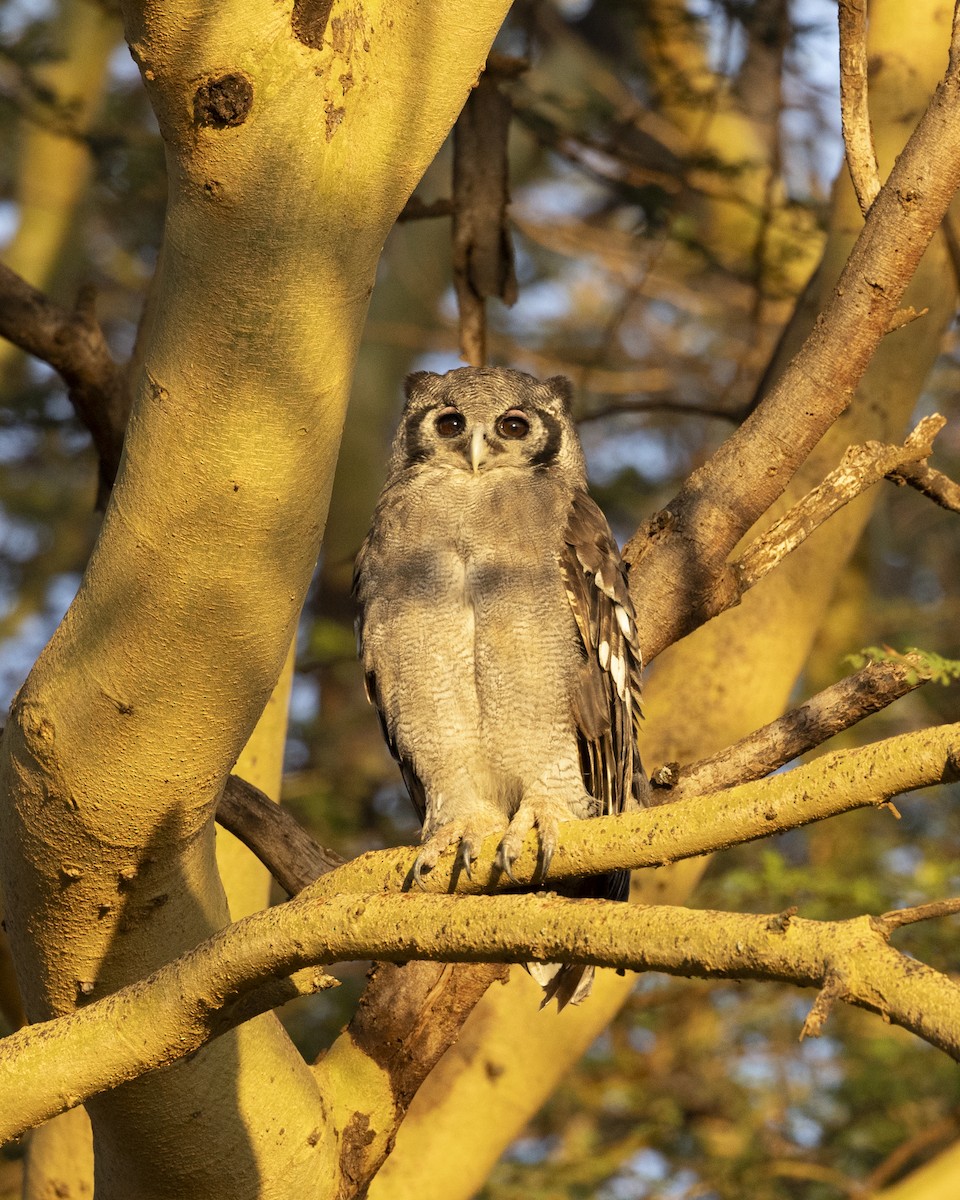 Verreaux's Eagle-Owl - ML611848231