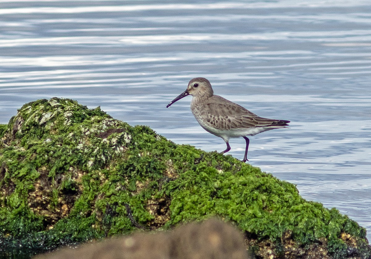 Dunlin - ML611848233