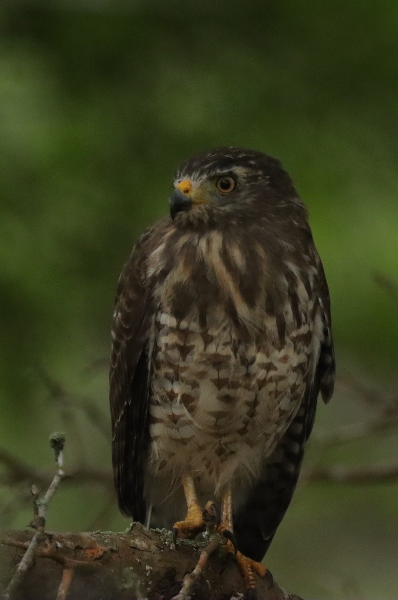 Roadside Hawk - Jeff Corcoran