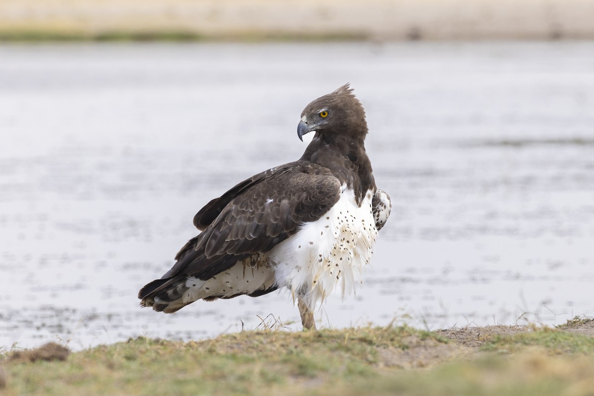 Martial Eagle - ML611848341