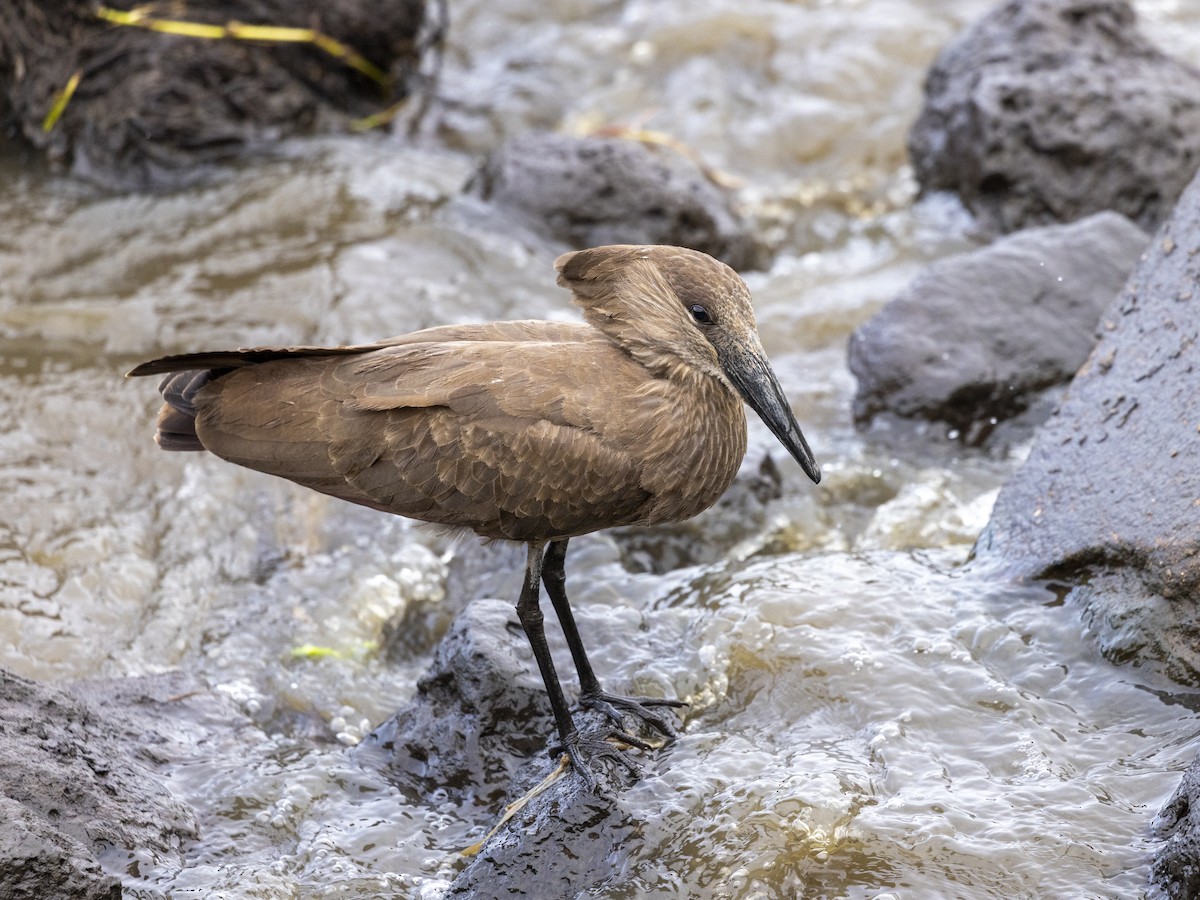 Hamerkop - ML611848347