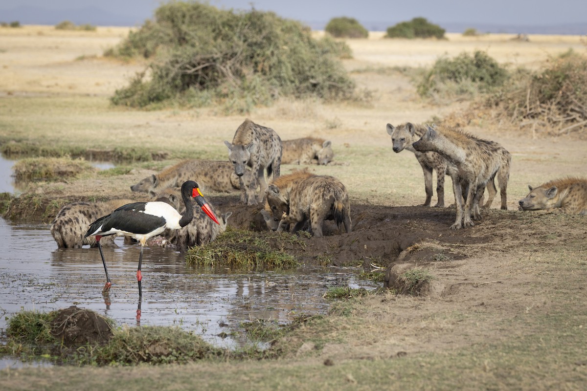 Saddle-billed Stork - ML611848352