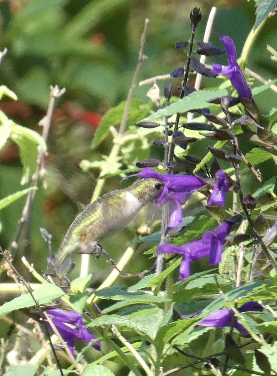 Ruby-throated Hummingbird - ML611848379