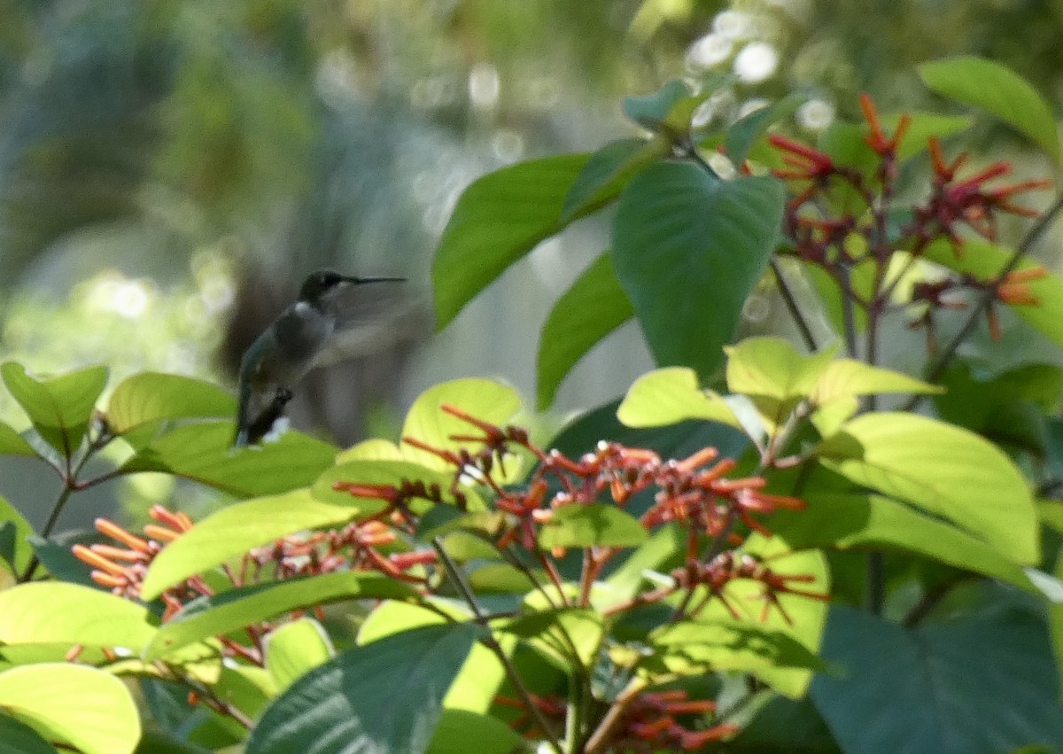 Ruby-throated Hummingbird - ML611848380