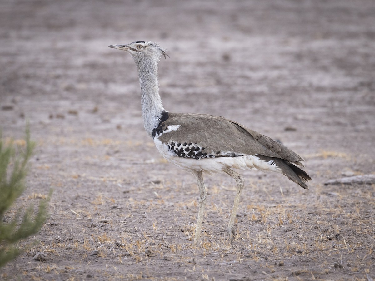 Kori Bustard - ML611848400