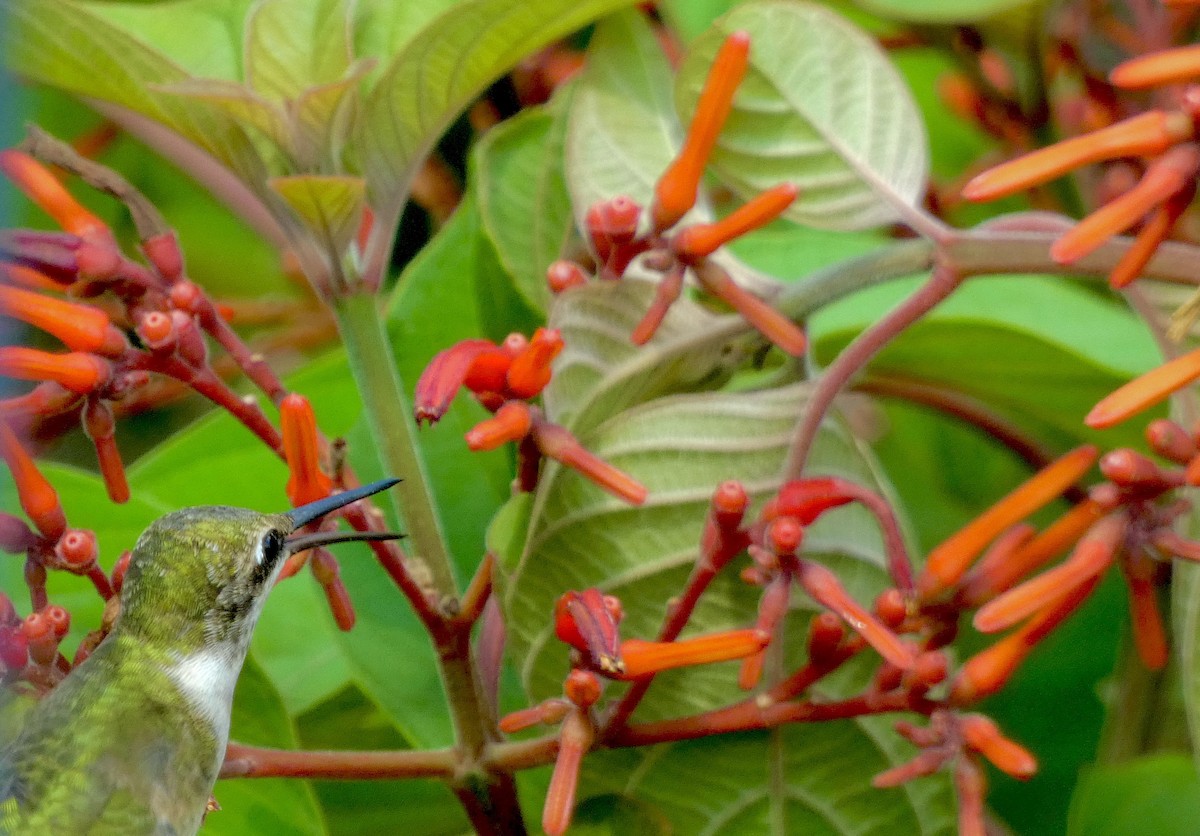 Ruby-throated Hummingbird - ML611848413