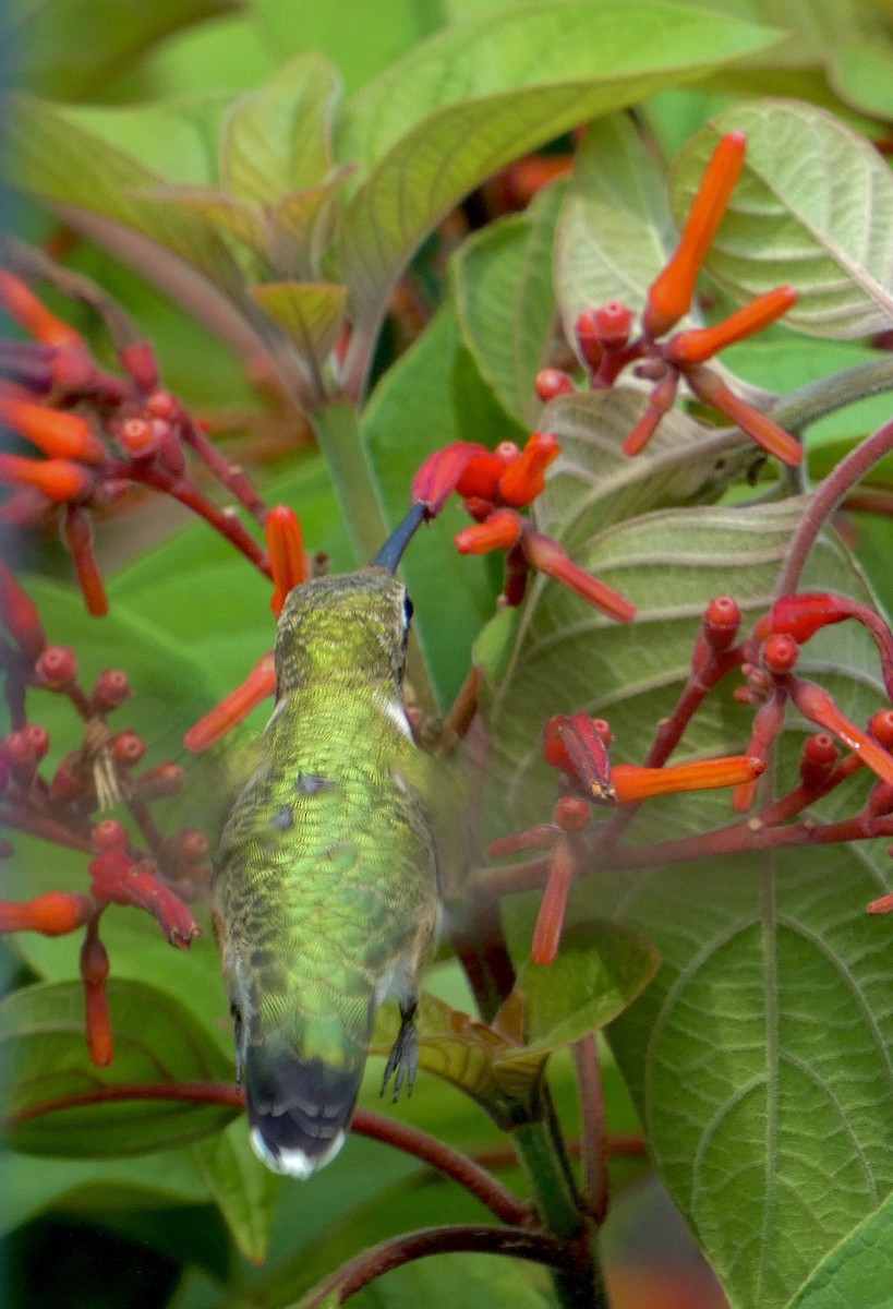 Ruby-throated Hummingbird - ML611848414