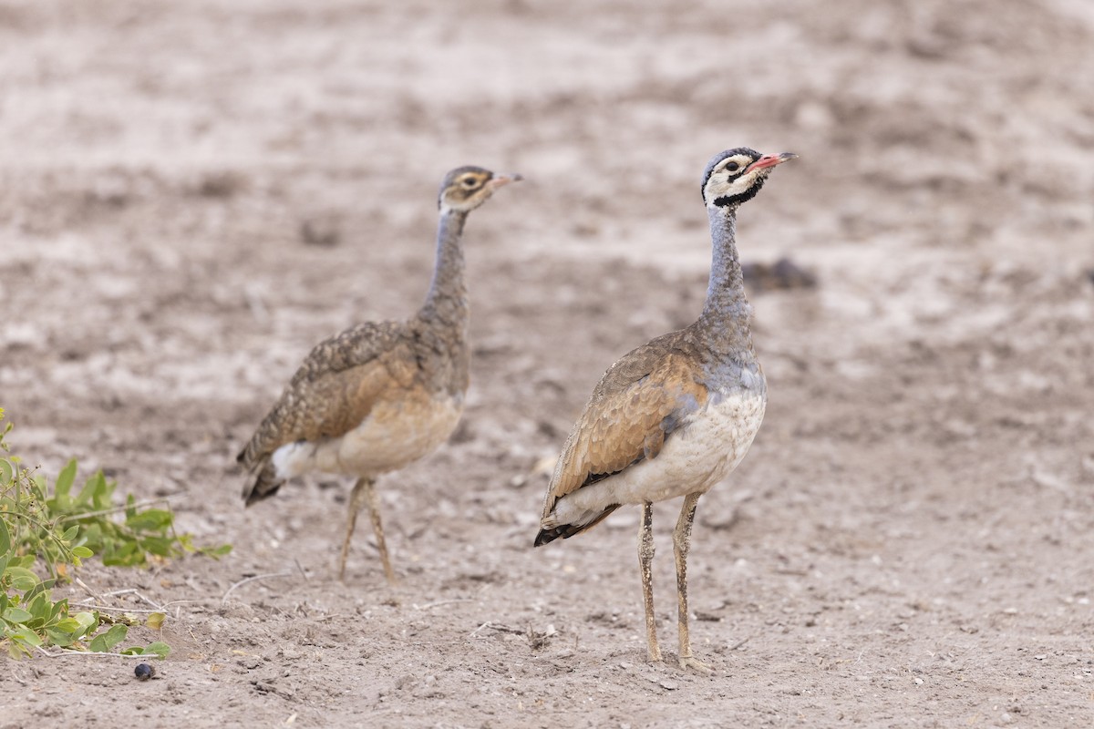 White-bellied Bustard - ML611848438