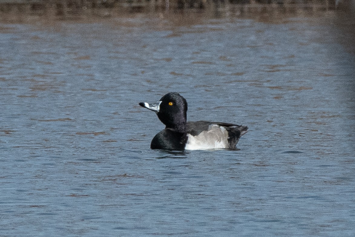 Ring-necked Duck - ML611848513