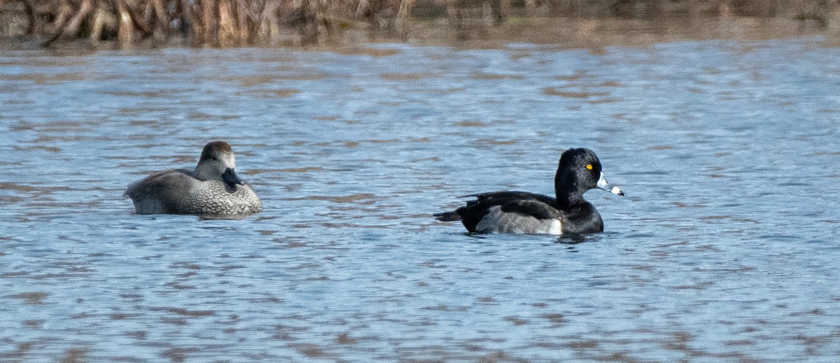 Ring-necked Duck - ML611848514