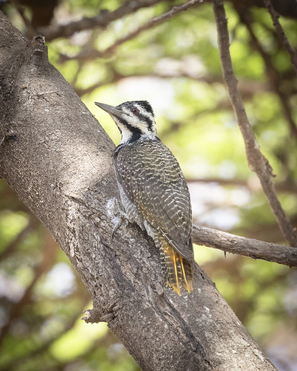 Bearded Woodpecker - ML611848805