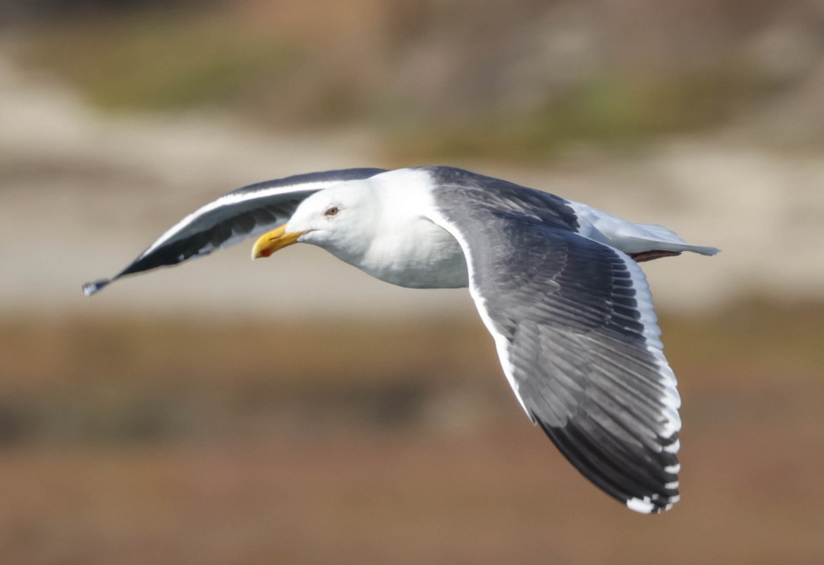 Western Gull - ML611848880