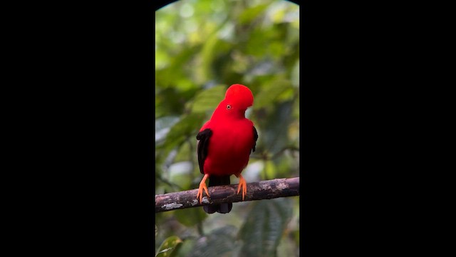 Andean Cock-of-the-rock - ML611848935