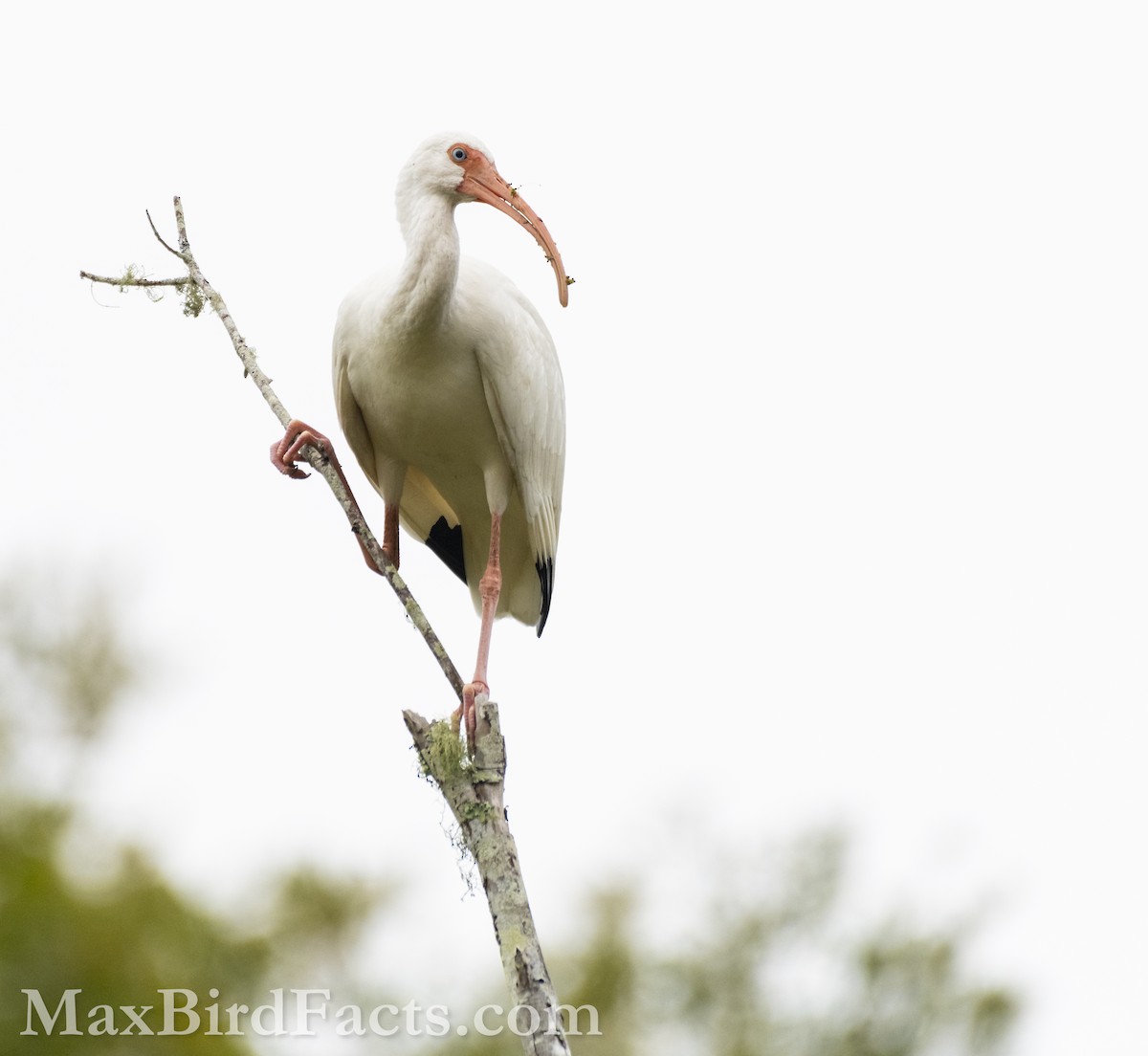 White Ibis - ML611848984