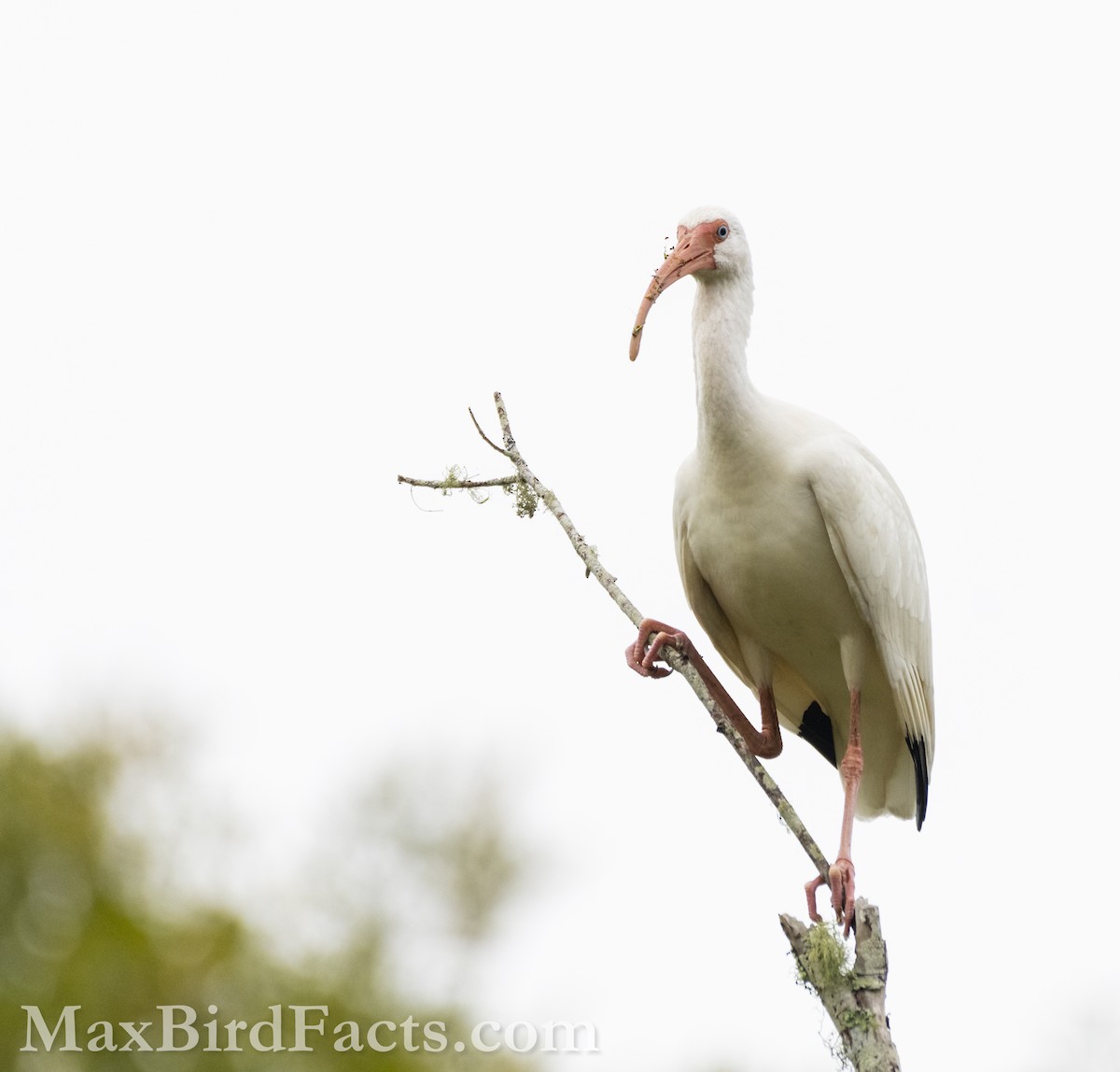 ibis bílý - ML611848990