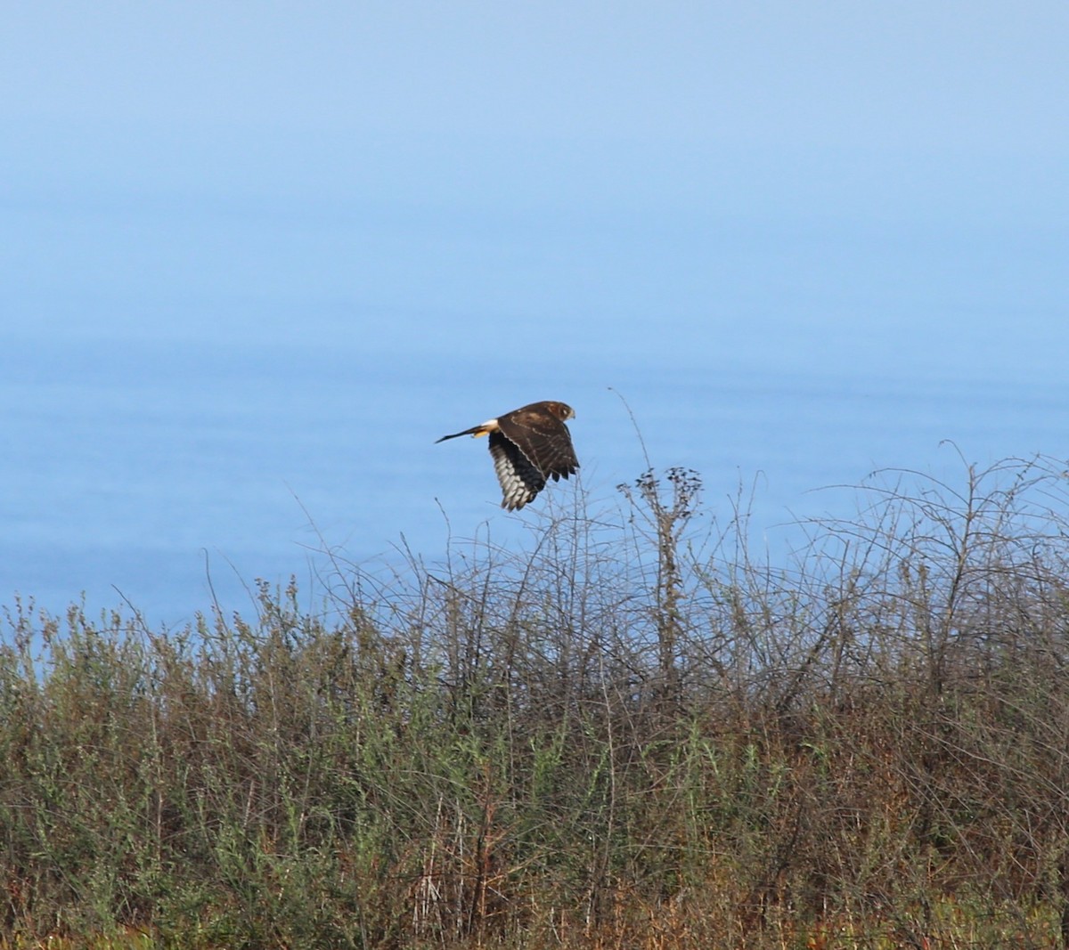 Northern Harrier - ML611849016