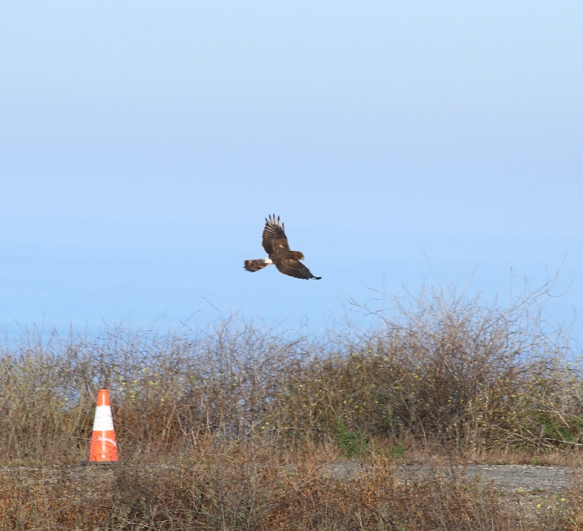 Northern Harrier - ML611849017