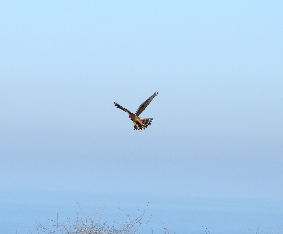 Northern Harrier - ML611849018