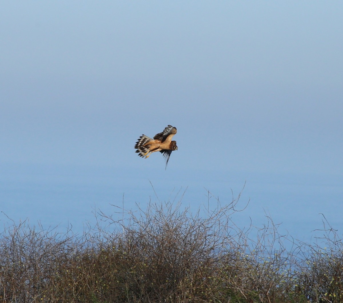 Northern Harrier - ML611849019