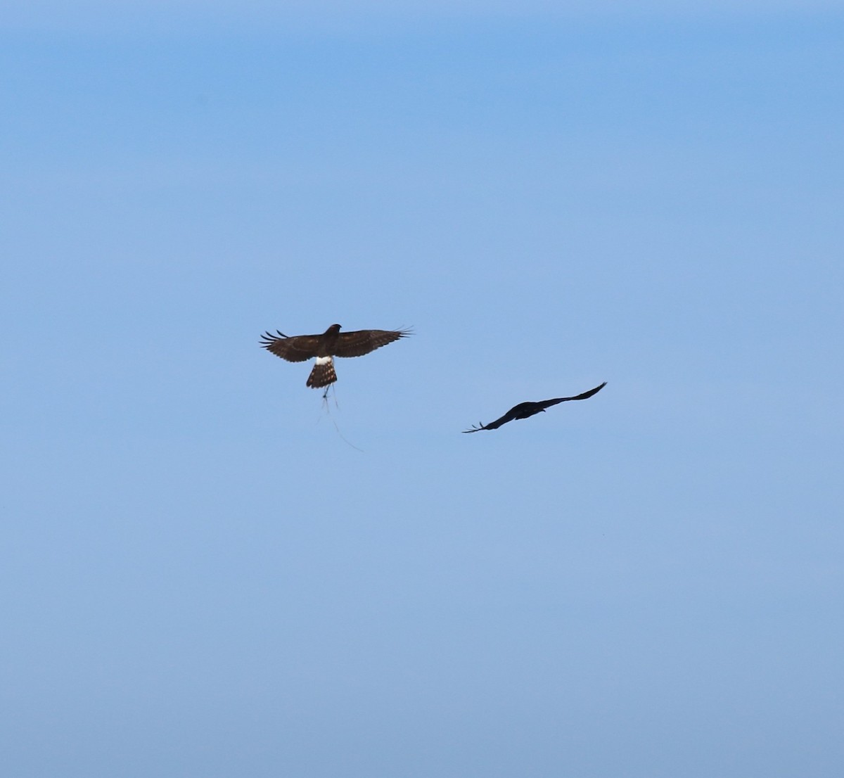 Northern Harrier - ML611849020