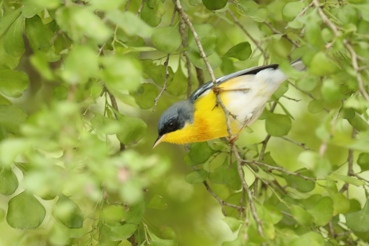 Tropical Parula - Jeff Corcoran