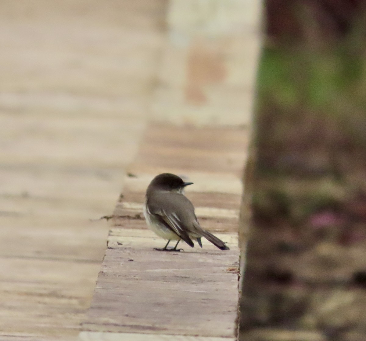 Eastern Phoebe - ML611849074