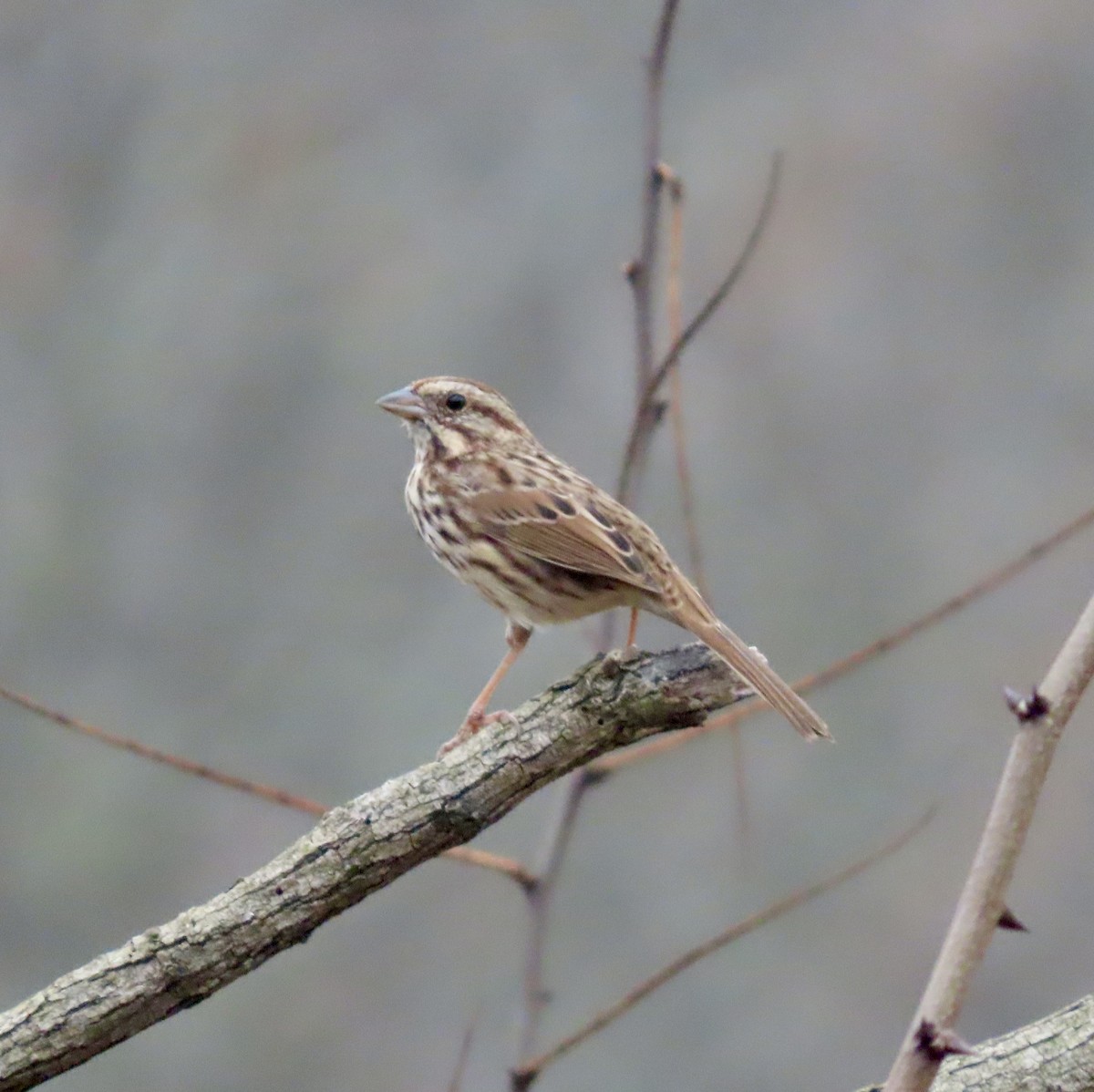 Song Sparrow - ML611849077