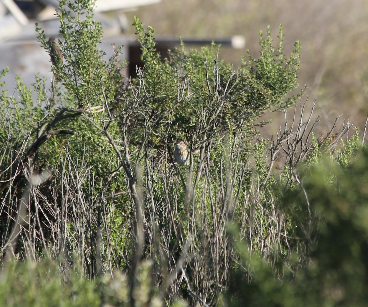 Lincoln's Sparrow - ML611849086