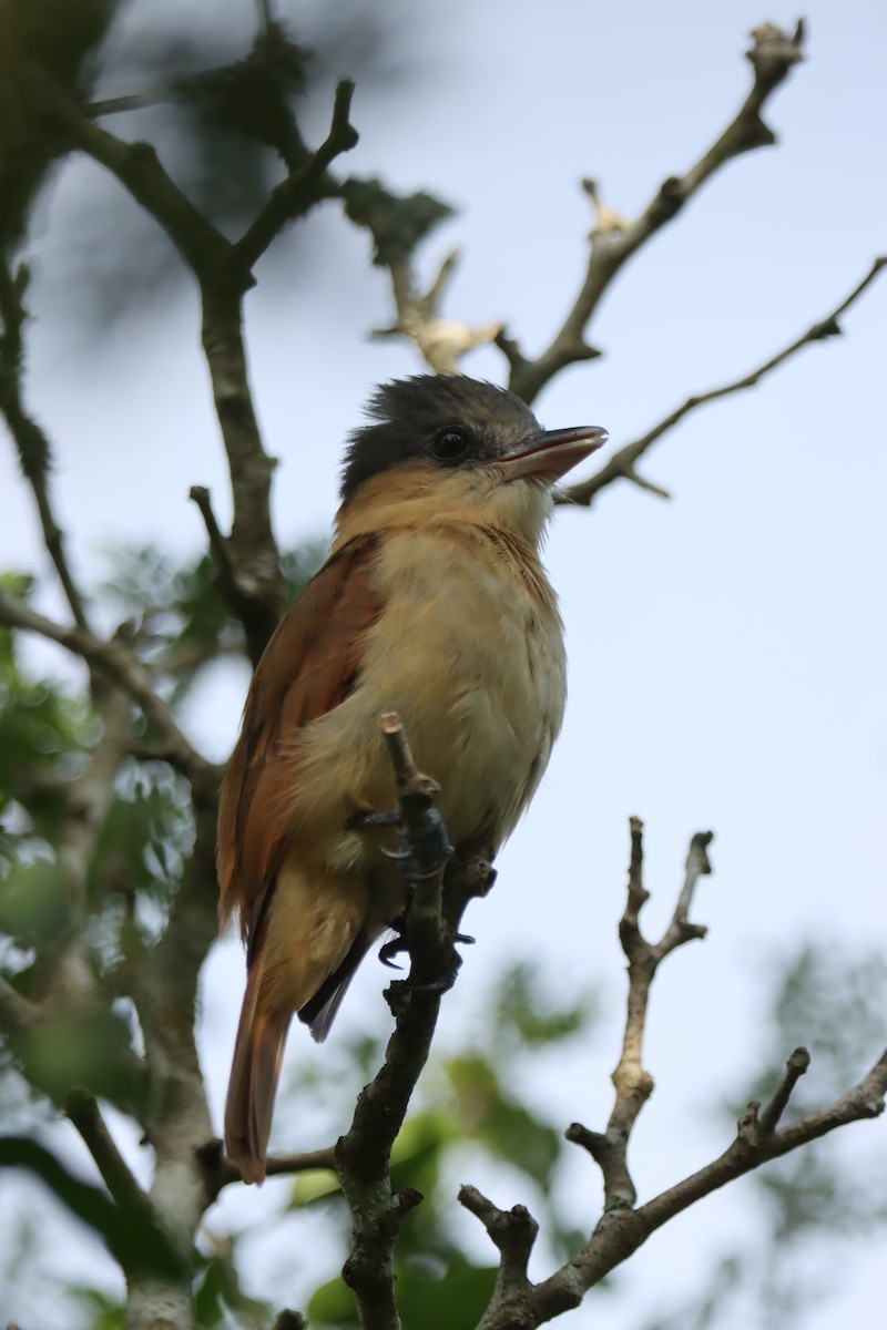 Rose-throated Becard - ML611849110