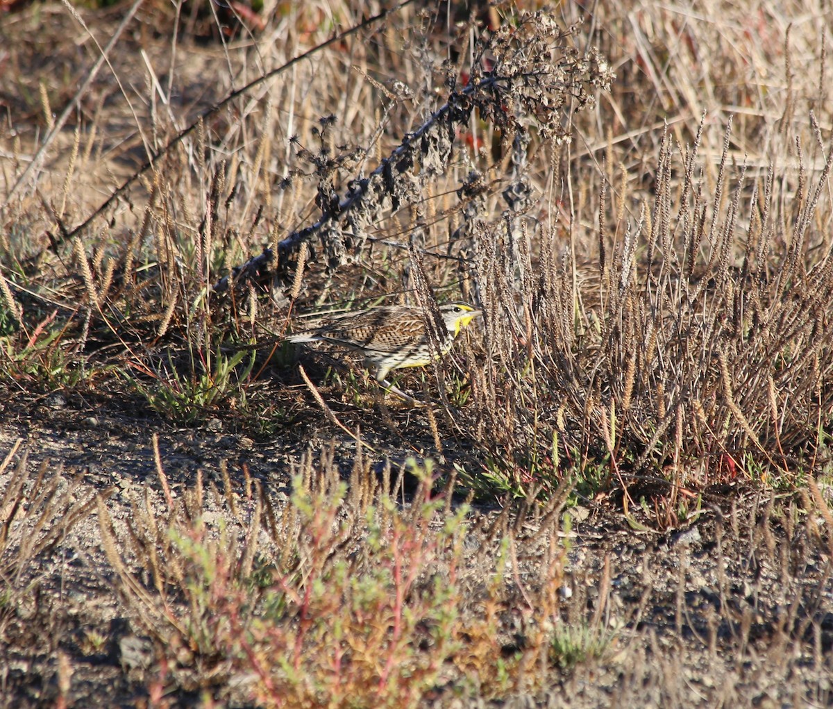 Western Meadowlark - ML611849112