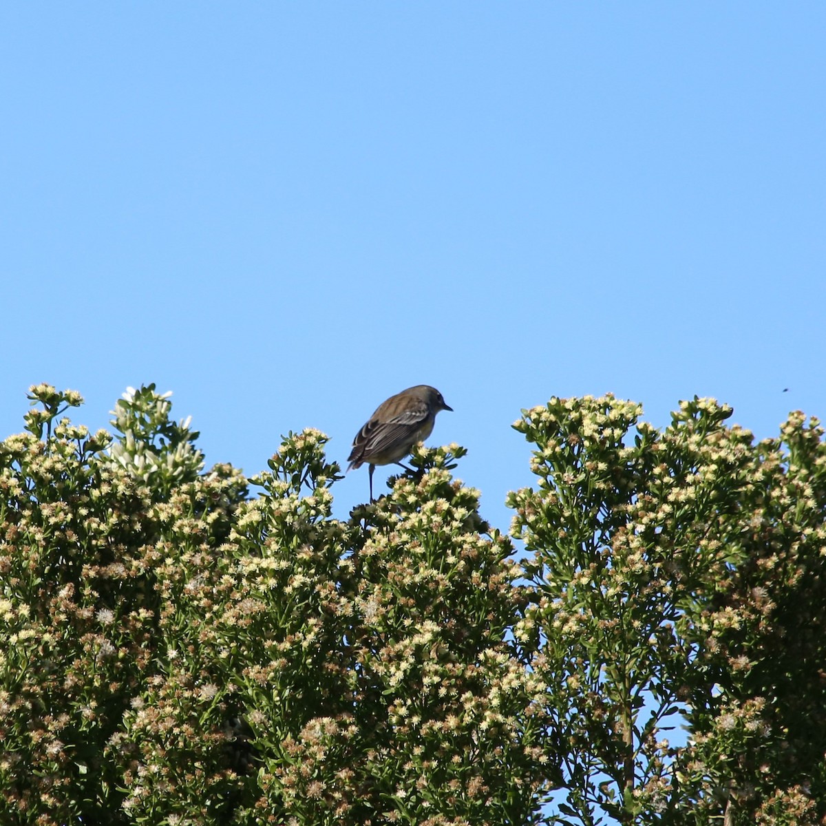 Yellow-rumped Warbler (Audubon's) - ML611849160