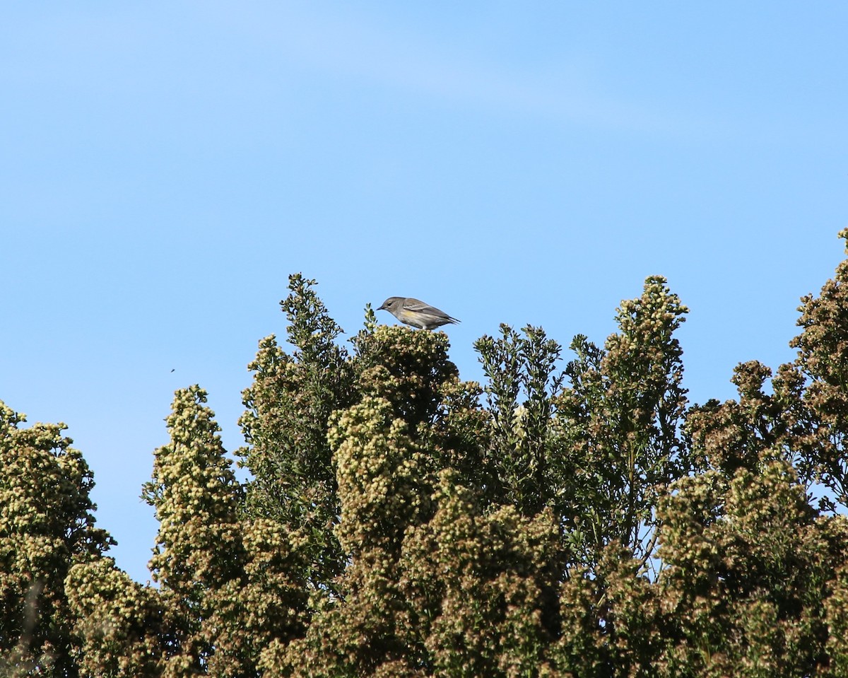 Yellow-rumped Warbler (Audubon's) - ML611849161