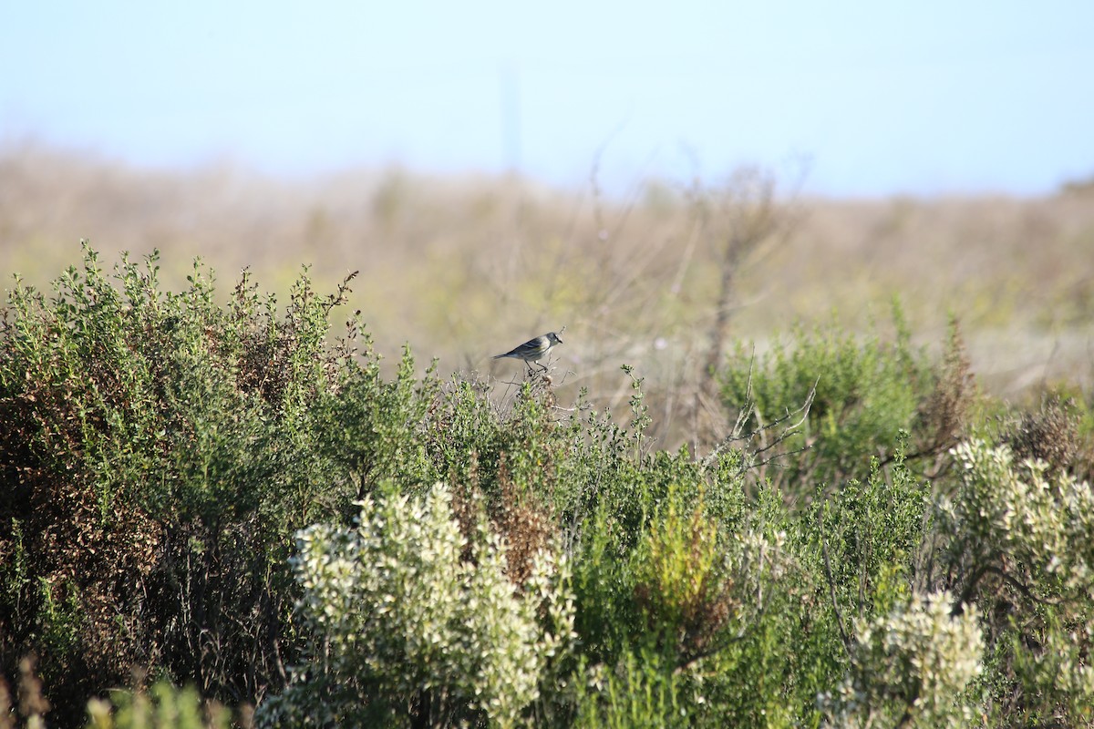 Yellow-rumped Warbler (Audubon's) - ML611849163