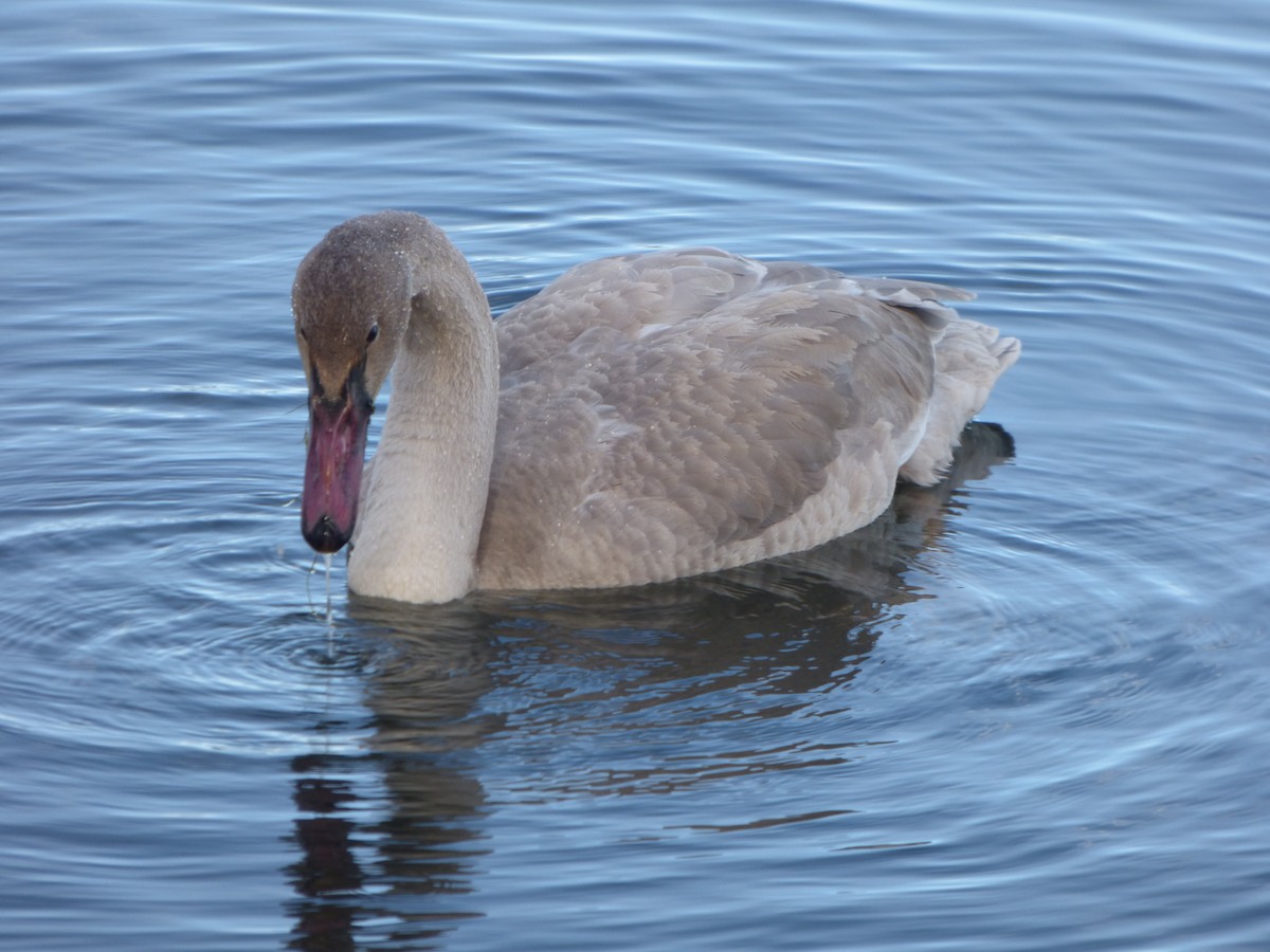 Trumpeter Swan - Alexander Brown