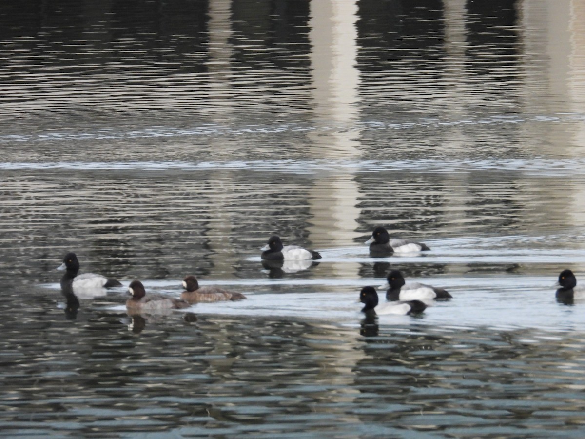 Lesser Scaup - ML611849252