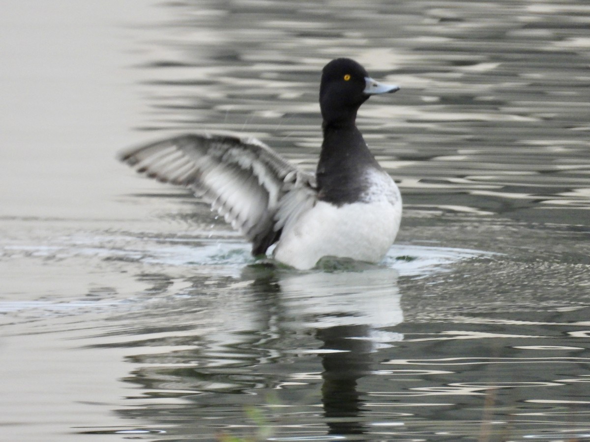 Lesser Scaup - Lawrence Datnoff